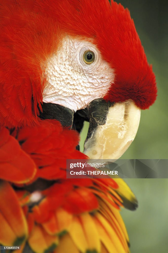 Macaw 2