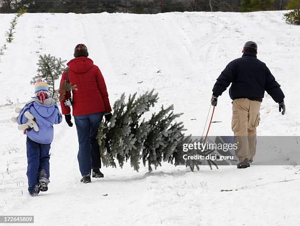 family outing to cut their christmas tree - blue spruce stock pictures, royalty-free photos & images