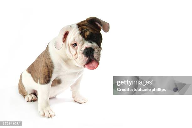 junge männliche englische bulldogge sitzend auf einem weißen hintergrund. - male feet on face stock-fotos und bilder