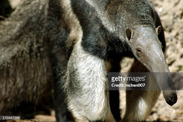 animals : anteater - anteater stock pictures, royalty-free photos & images