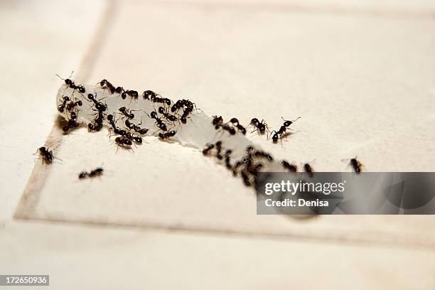 ants eating onion - ants in house stockfoto's en -beelden