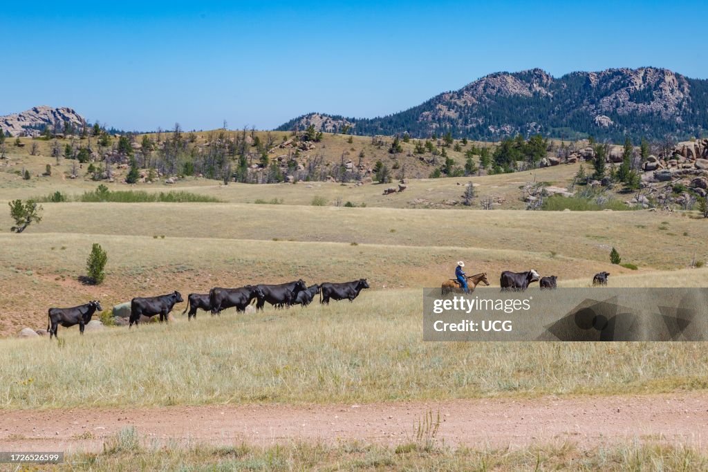 Cowboy driving cattle through a field near the Vedauwoo Recreation Area of Medicine Bow National Forest in Wyoming