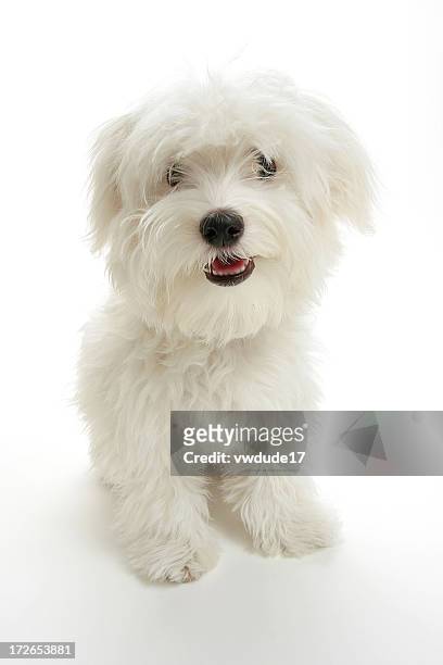 cucciolo - maltese dog foto e immagini stock