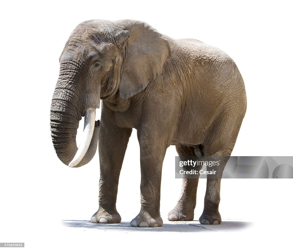 Elefanten isoliert einem
