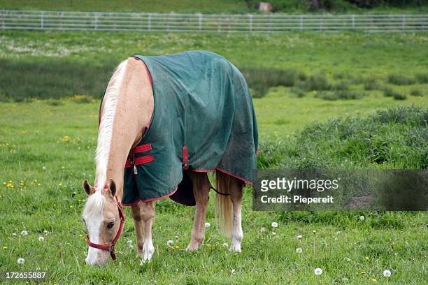 horse blanket 0001 - horse blanket stockfoto's en -beelden