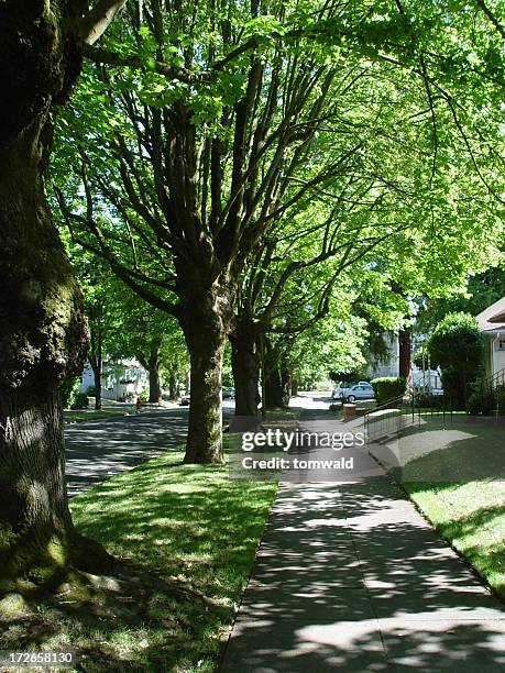 shady lane marciapiede - boulevard foto e immagini stock