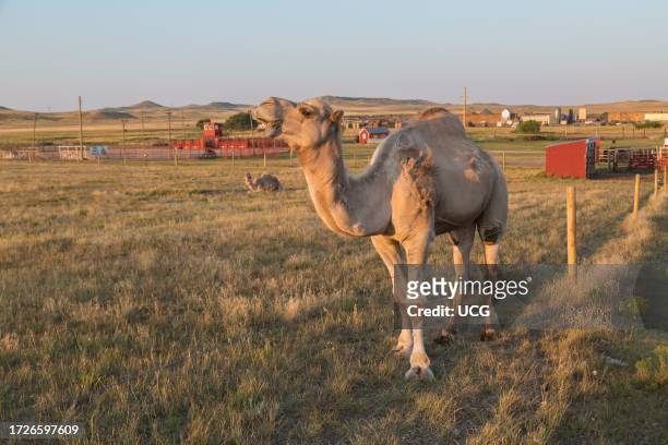 Dromedary camels standing in a pasture at Terry Bison Ranch near Cheyenne, Wyoming.