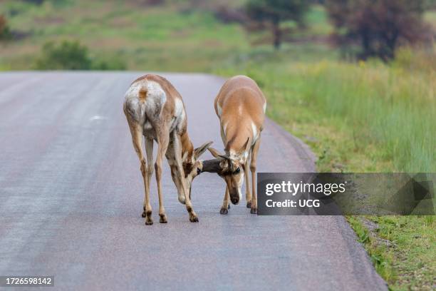 Two male pronghorn locking horns while sparring on a roadway in Custer State Park near Custer, South Dakota, USA.