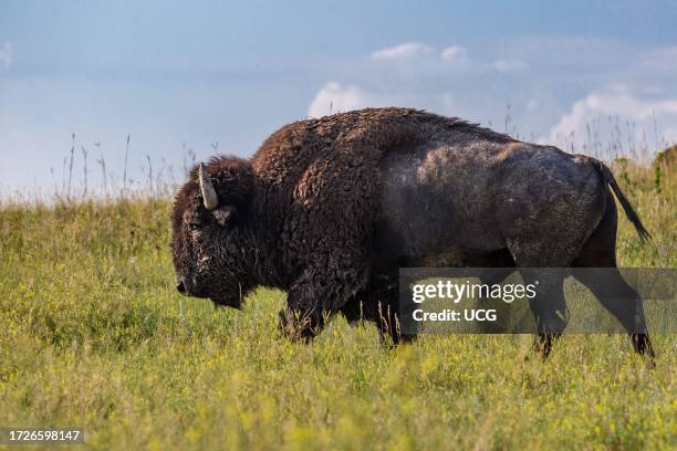 American Buffalo walking through the grassland prairie at Custer State Park near Custer, South Dakota, USA.