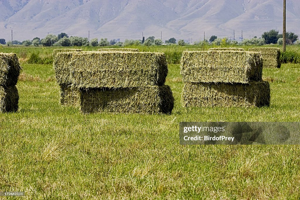 Hay, Stacked Large Bales.