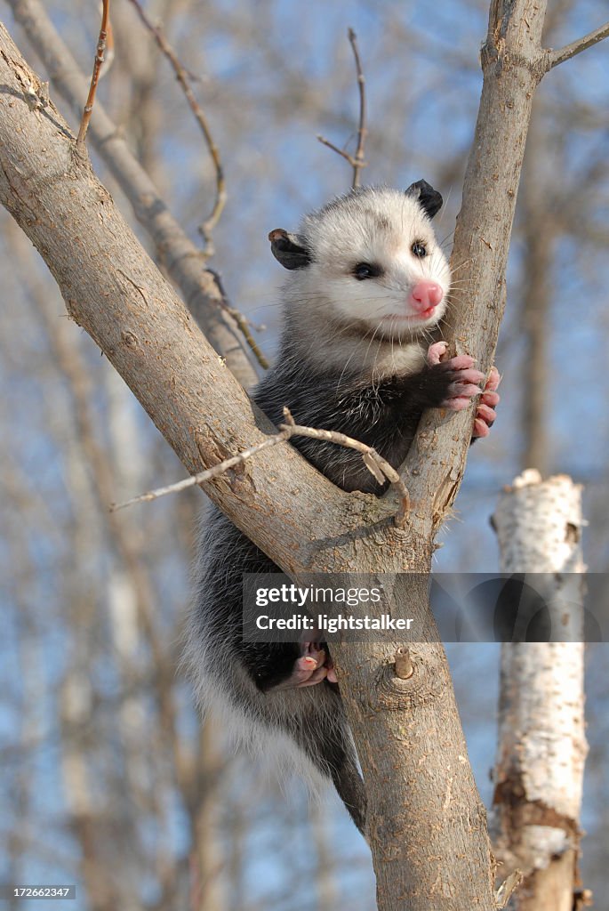 Possum in einem Baum