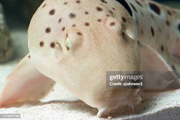epaulette shark face - epaulette shark stock pictures, royalty-free photos & images
