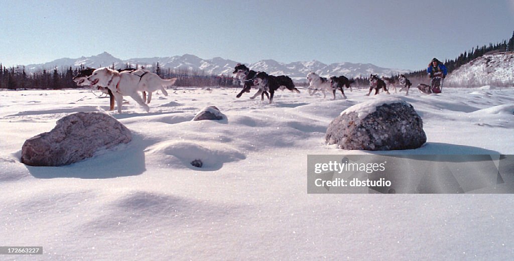 Sled dog race