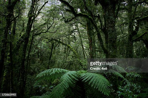 rich dense forest - forest new zealand stock pictures, royalty-free photos & images