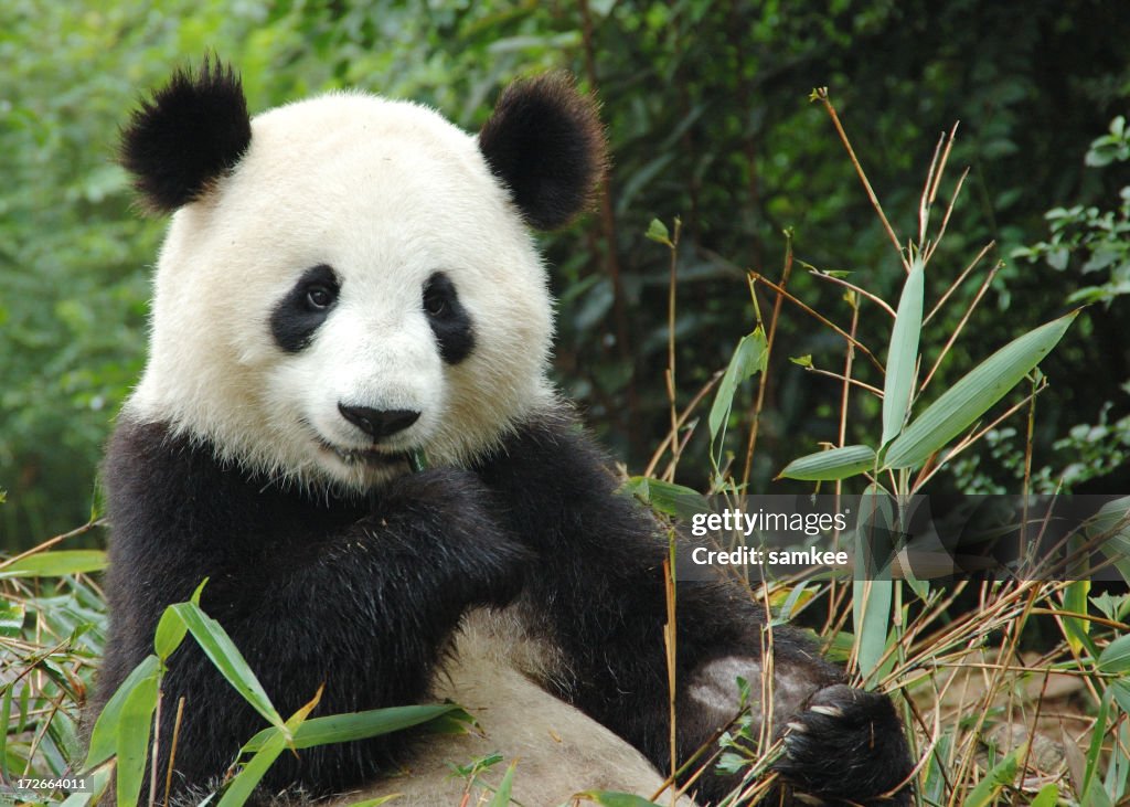 Panda bear eating leaves in China