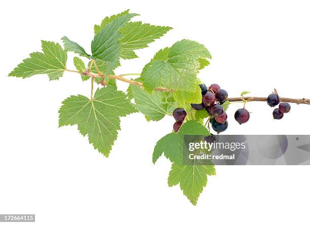 branch of blackcurrants - black currant stockfoto's en -beelden