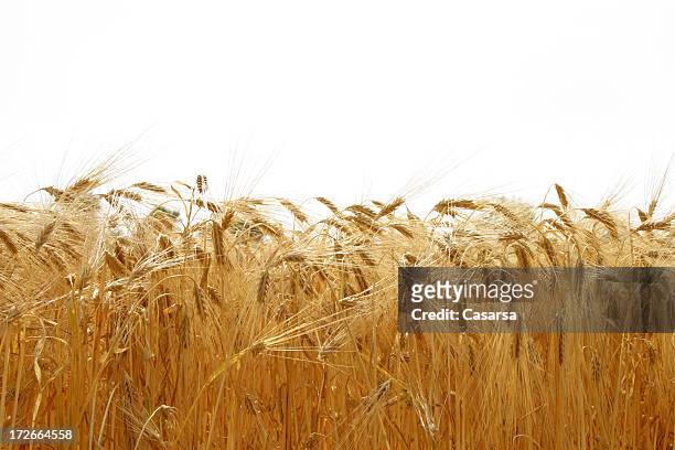 grain-field - husk stock-fotos und bilder