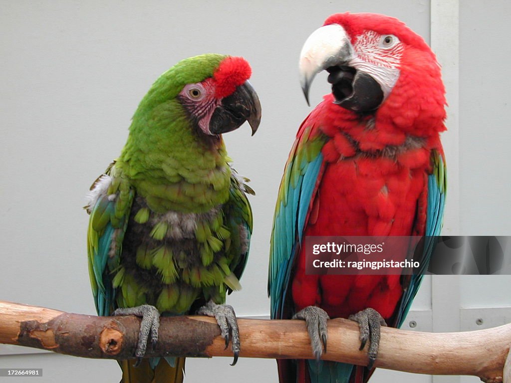 Parrots on a perch