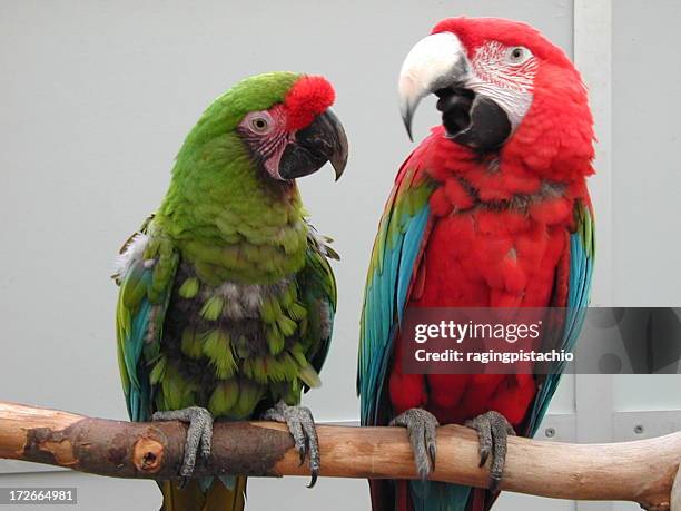 parrots on a perch - parrot stock pictures, royalty-free photos & images