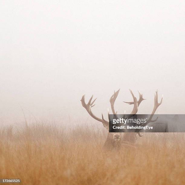 two stag deer resting in field on foggy day - deer eye stockfoto's en -beelden