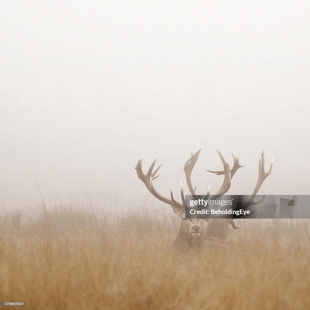 Two Stag Deer Resting in Field on Foggy Day
