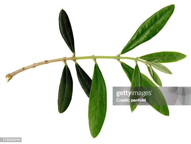 branch - olive leaf stock pictures, royalty-free photos & images