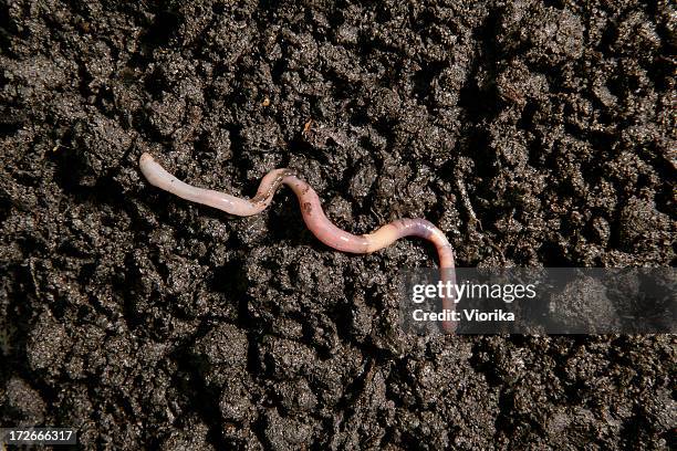 earthworm in the dirt - earthworm stock pictures, royalty-free photos & images