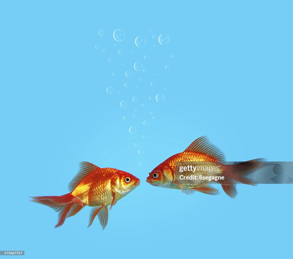 Deux magnifiques goldfishes