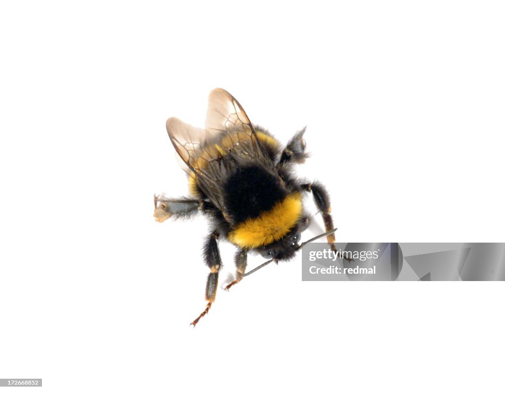 Bumble
