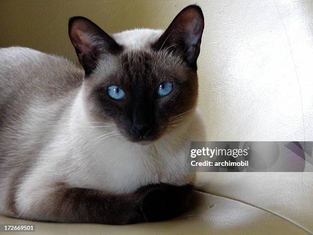 siamese cat quiet - siamese cat stockfoto's en -beelden