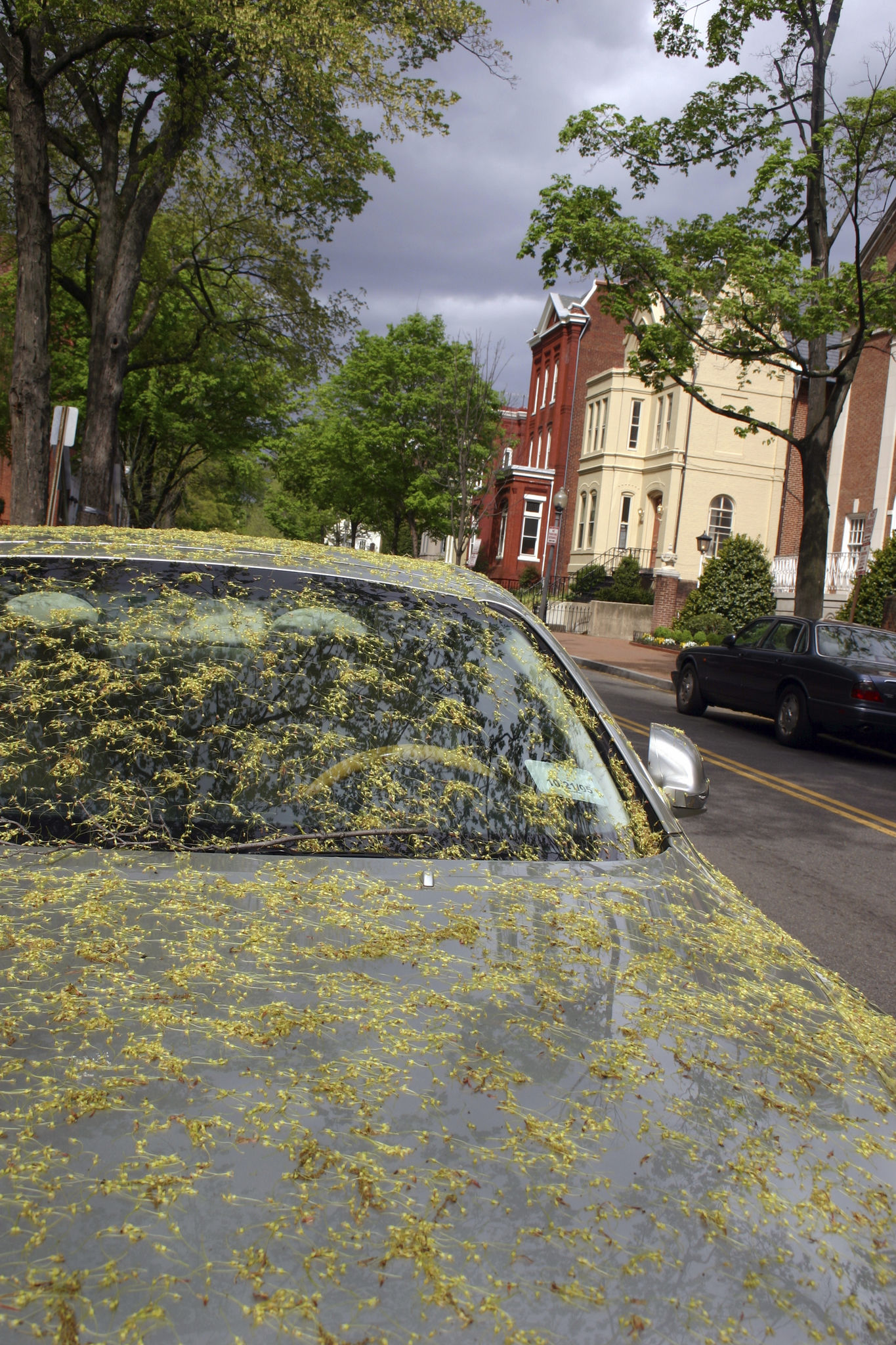 pollen covered car