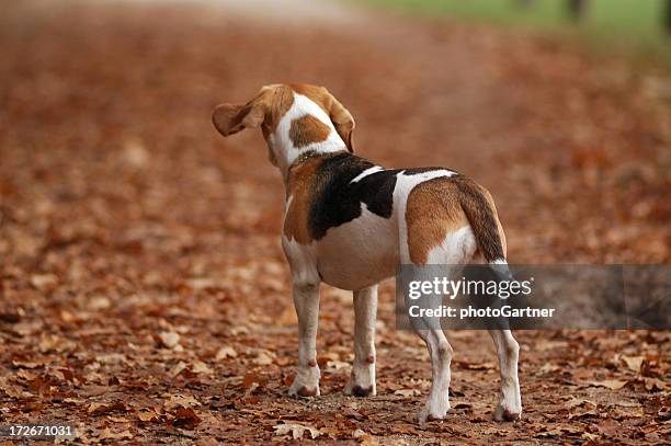 Beagle Rear Beagle Tail Photos and Premium High Res Pictures - Getty Images