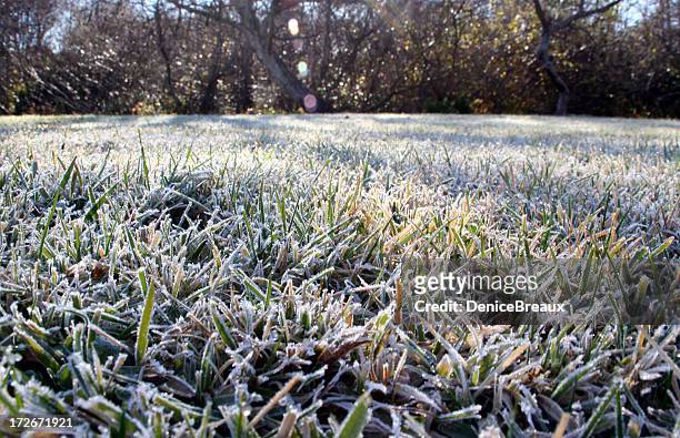frosty lawn - snow on grass stock pictures, royalty-free photos & images