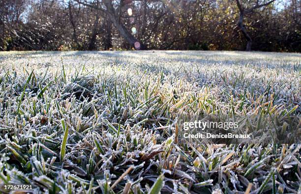 frosty lawn - lawn stock pictures, royalty-free photos & images