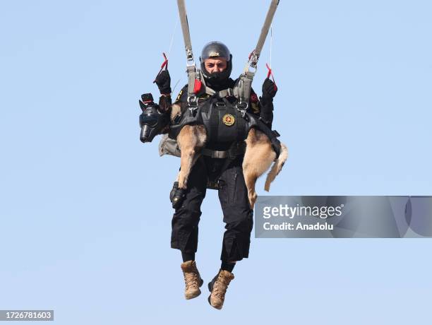 Search and rescue Belgian Malinois dog 'Maca' of Turkish Gendarmerie General Command takes part in skydiving training at Sivrihisar Aviation Center...