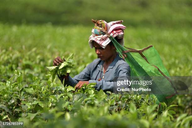 Woman harvest tea leaves at a plantation in Kondoli, some 17 km from Nagaon in the northeastern state of Assam ,India on Oct 16 ,2023. India is the...
