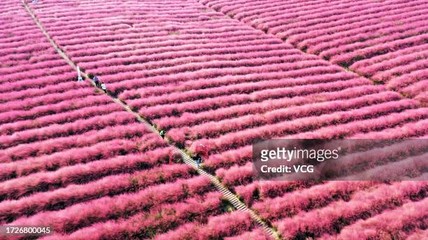 Aerial view of tourists enjoying the blooming pink grass at Changxing farm on October 9, 2023 in Yangzhou, Jiangsu Province of China.