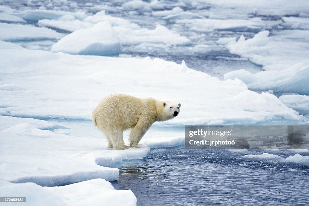 Polar bear Vorbereitung zum Schwimmen