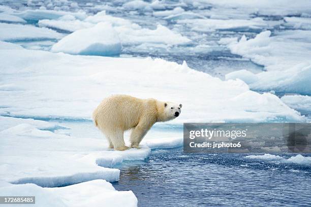 polar bear preparing to swim - snow landscape stock pictures, royalty-free photos & images