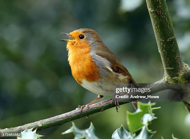 robin (erithacus rubecula) - bird singing stock pictures, royalty-free photos & images