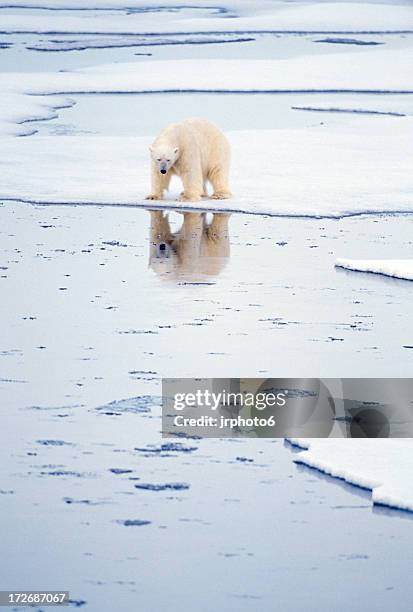 polar bear with reflection - polar bear stockfoto's en -beelden