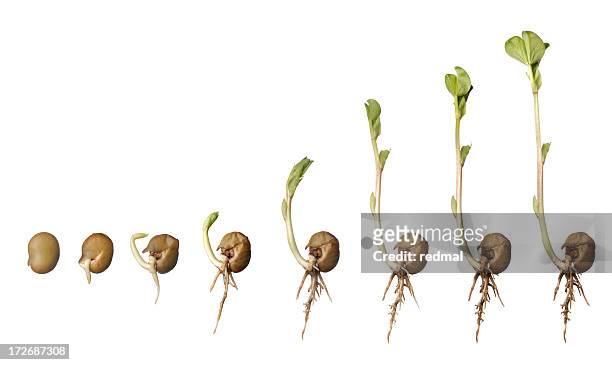 寿命の豆 - seed ストックフォトと画像