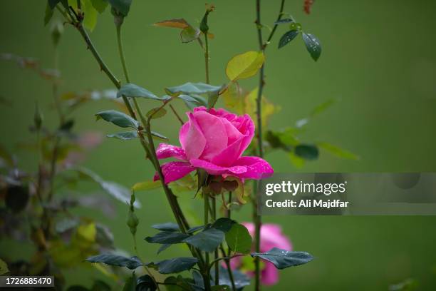 pink rose under rain - ali rose fotografías e imágenes de stock