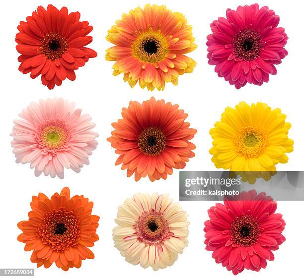 sammlung von isolierten gerberas (xxl - gerbera daisy stock-fotos und bilder