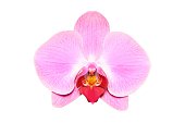 Pink, single orchid on a white background