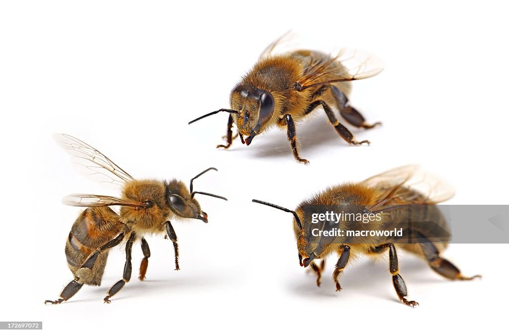 Three flying bee (isolated) XXL