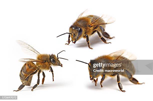 three flying bee (isolated) xxl - honey bee stock pictures, royalty-free photos & images