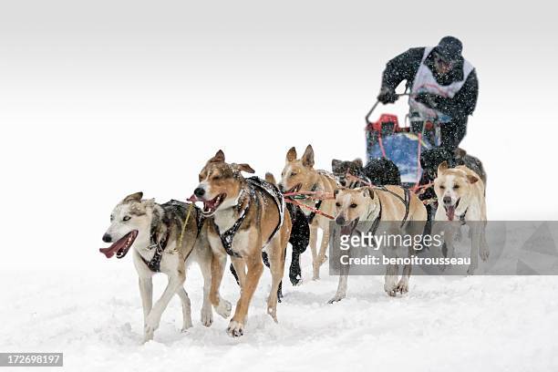 six-dog sledding competition race - sled dog 個照片及圖片檔