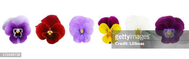 isolated viola/pansies (xl) - violales stock pictures, royalty-free photos & images