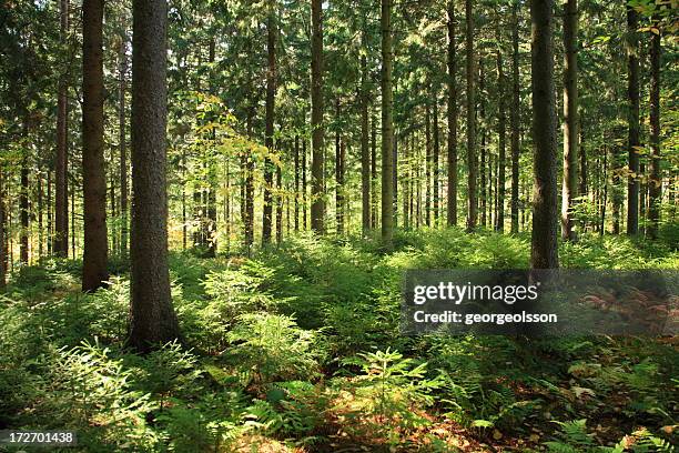 sunlit forest interior - reforestation stock pictures, royalty-free photos & images